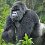 Web Design for Tourism Companies in Rwanda